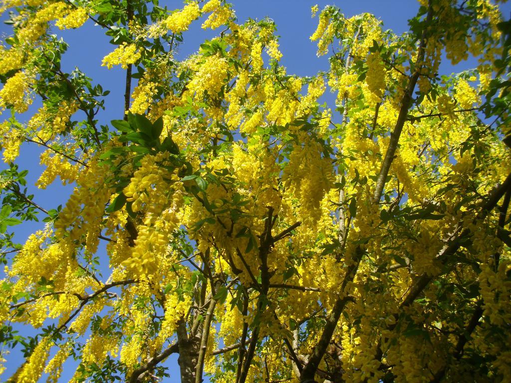 Laburnum B&B Kenmare Buitenkant foto